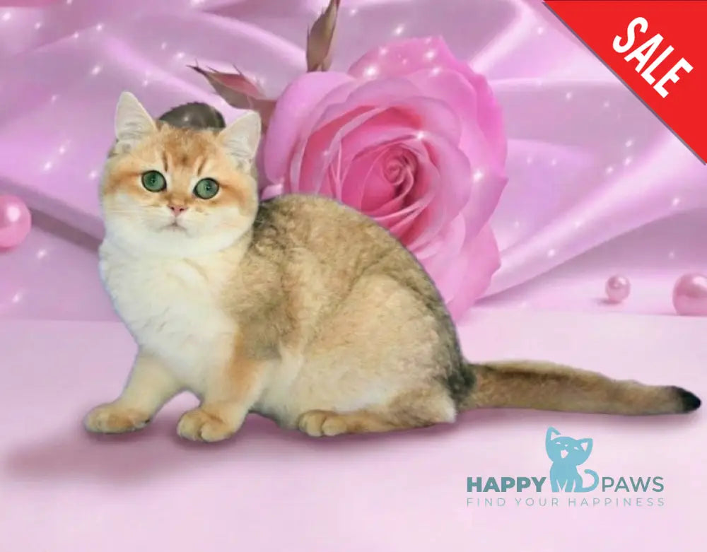 Nika British Shorthair female black golden shaded live animals