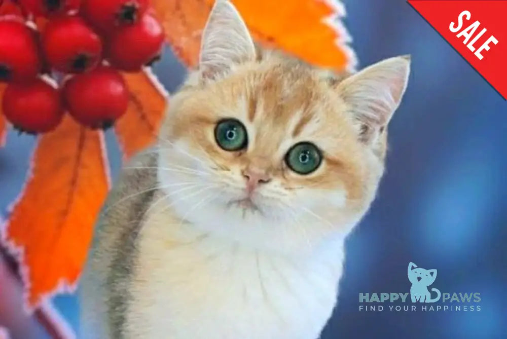 Nika British Shorthair female black golden shaded live animals