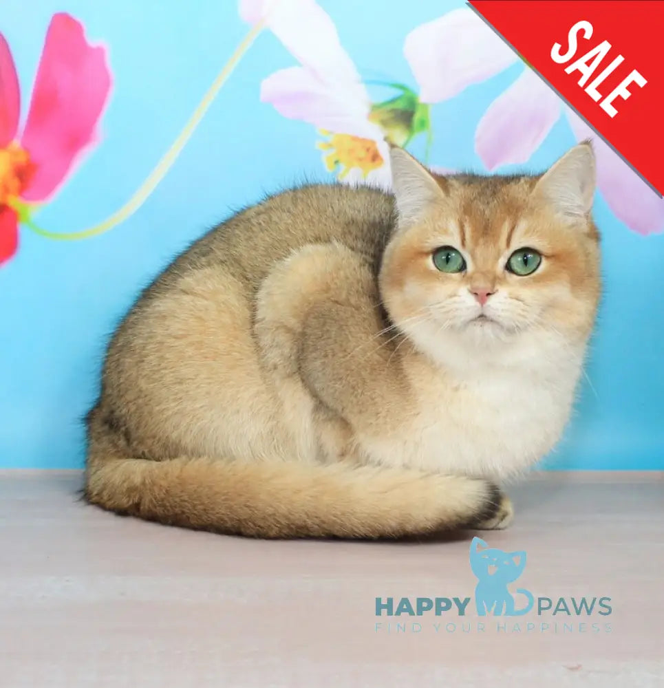 Nika British Shorthair female black golden shaded live animals