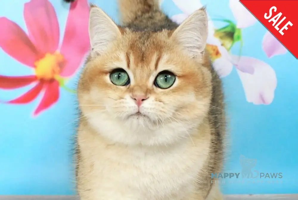 Nika British Shorthair female black golden shaded live animals