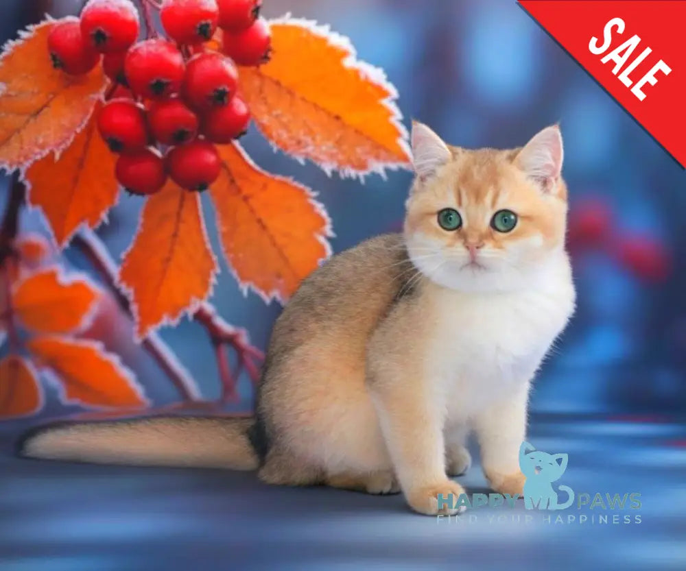 Nika British Shorthair female black golden shaded live animals