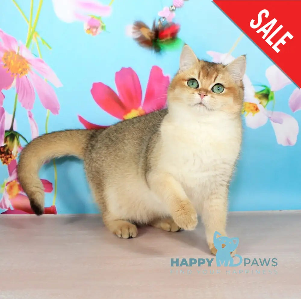 Nika British Shorthair female black golden shaded live animals