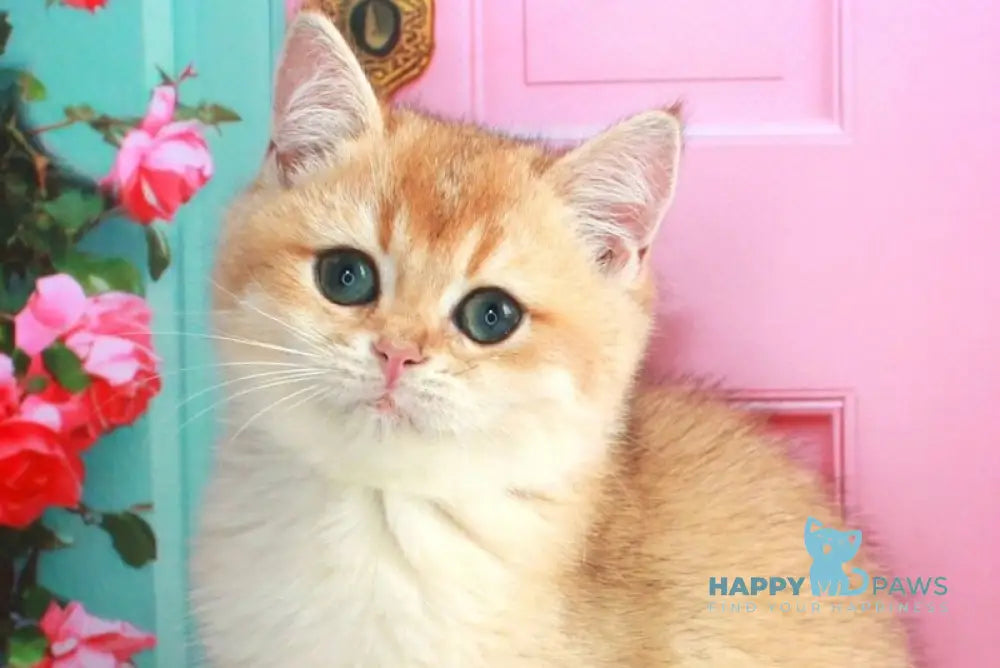 Nika British Shorthair female black golden shaded live animals