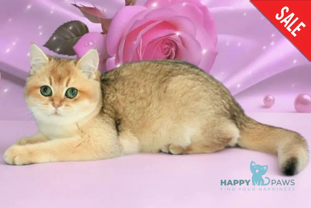 Nika British Shorthair female black golden shaded live animals