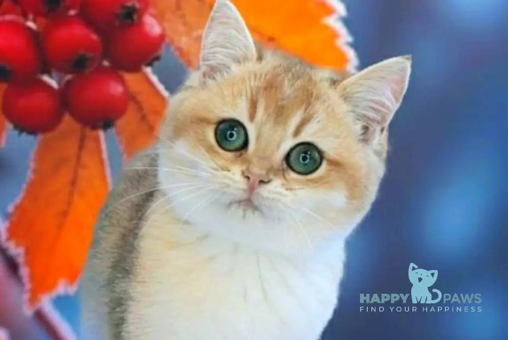 Nika British Shorthair female black golden shaded live animals