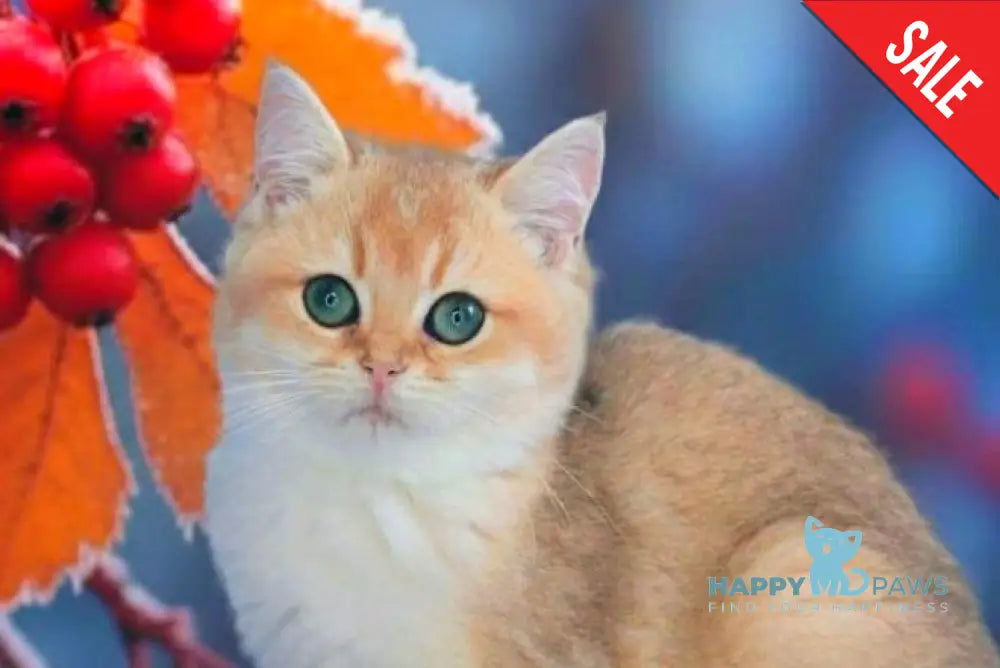 Nika British Shorthair female black golden shaded live animals