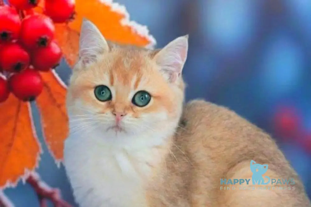 Nika British Shorthair female black golden shaded live animals