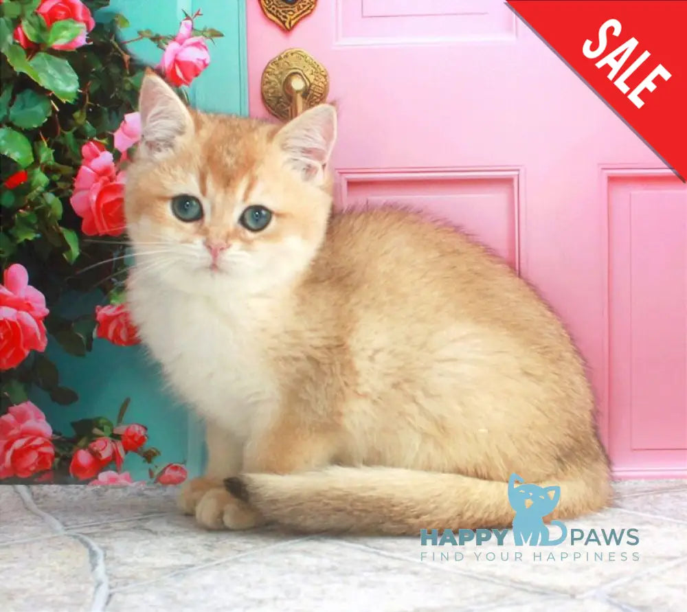 Nika British Shorthair female black golden shaded live animals