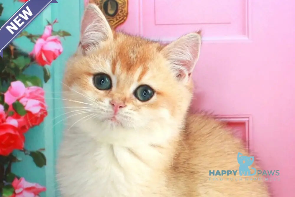 Nika British Shorthair female black golden shaded live animals