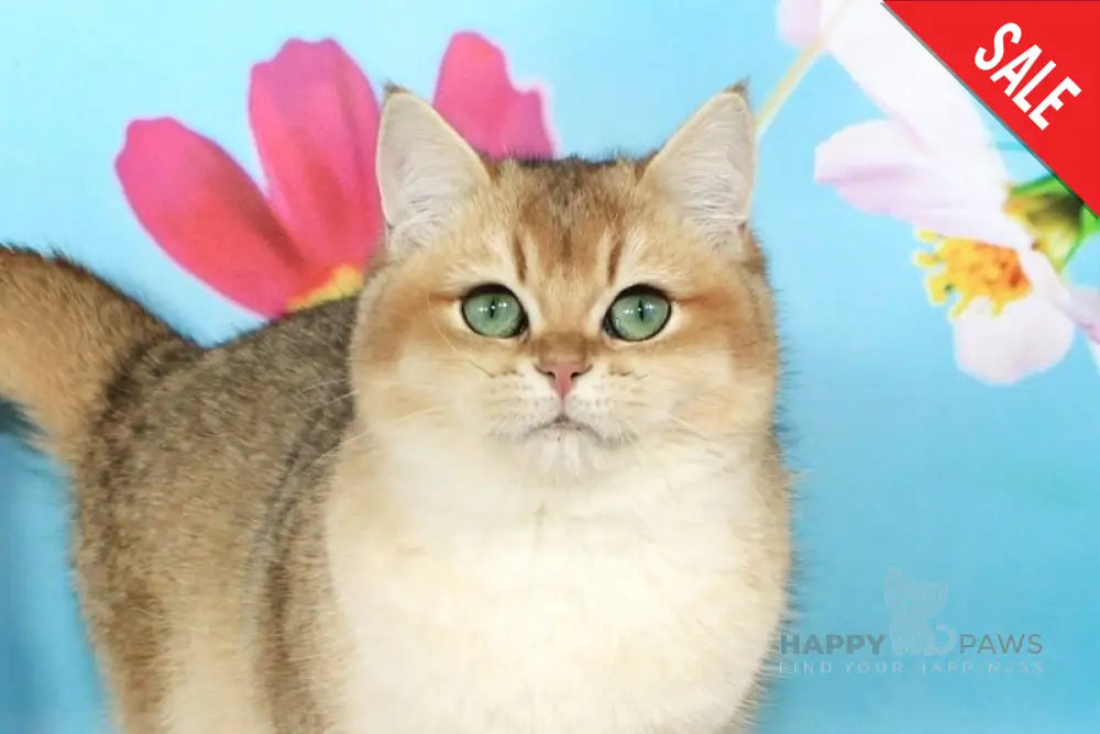 Nika British Shorthair female black golden shaded live animals