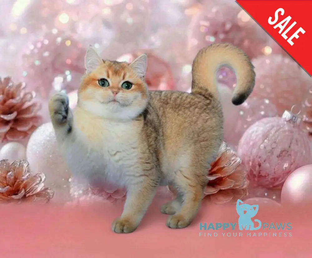 Nika British Shorthair female black golden shaded live animals