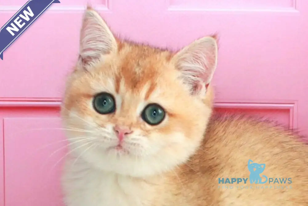 Nika British Shorthair female black golden shaded live animals