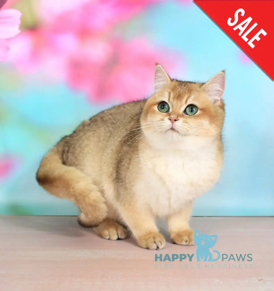 Nika British Shorthair female black golden shaded live animals