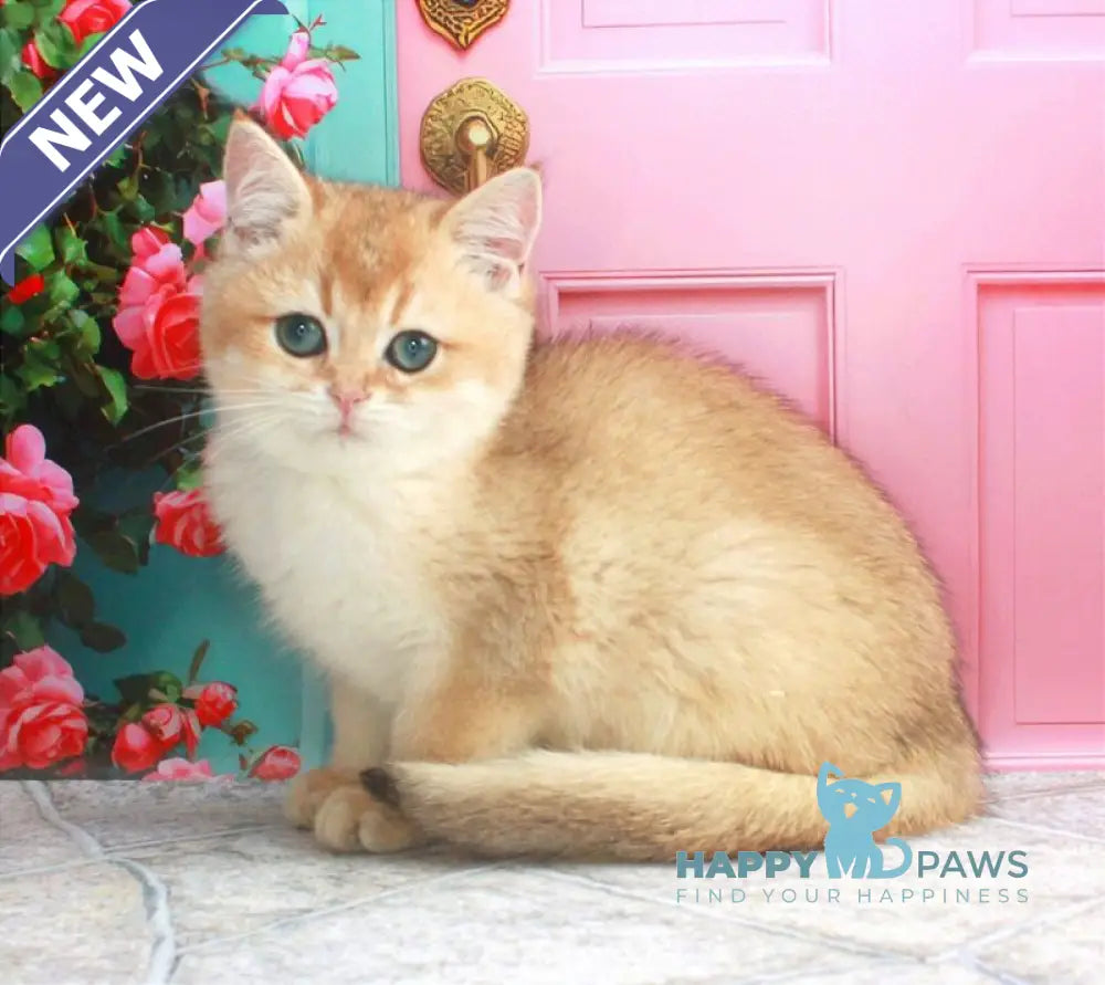 Nika British Shorthair female black golden shaded live animals