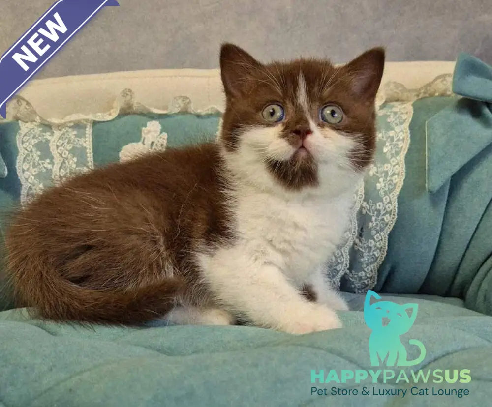 Nika British Shorthair female chocolate bicolour - live animals