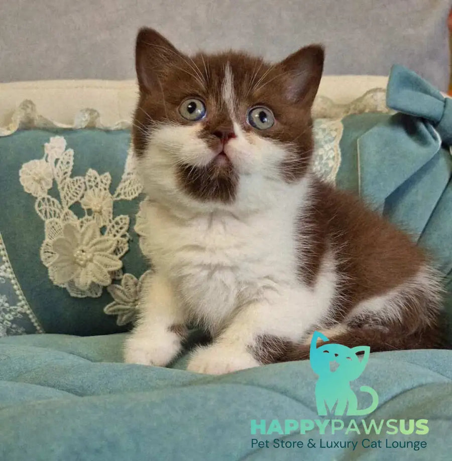 Nika British Shorthair female chocolate bicolour - live animals