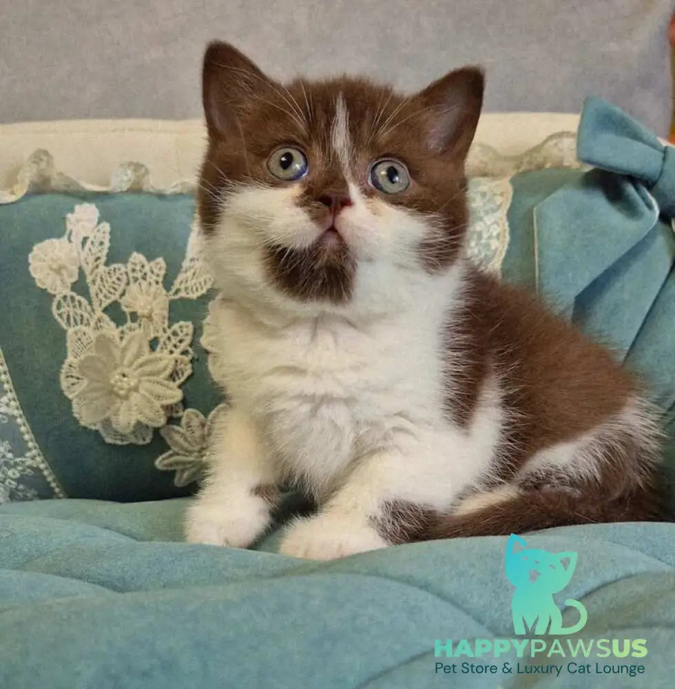 Nika British Shorthair female chocolate bicolour - live animals