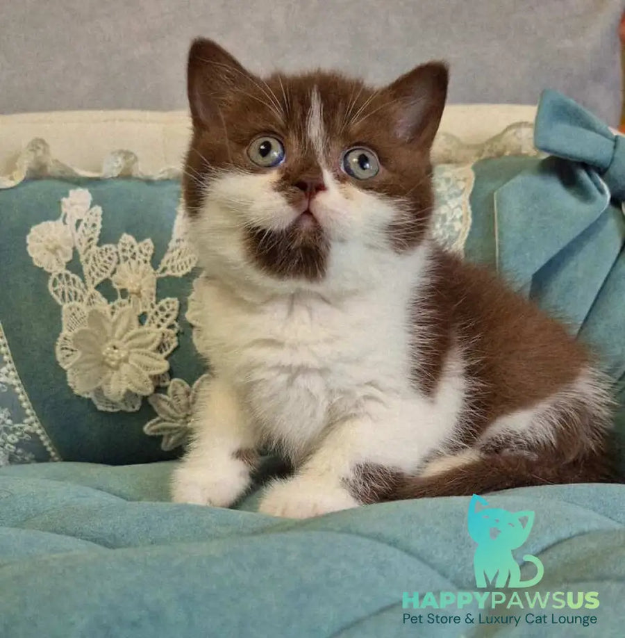 Nika British Shorthair female chocolate bicolour - live animals