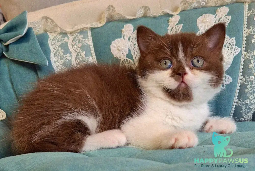 Nika British Shorthair female chocolate bicolour - live animals