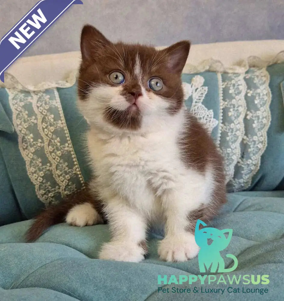 Nika British Shorthair female chocolate bicolour - live animals