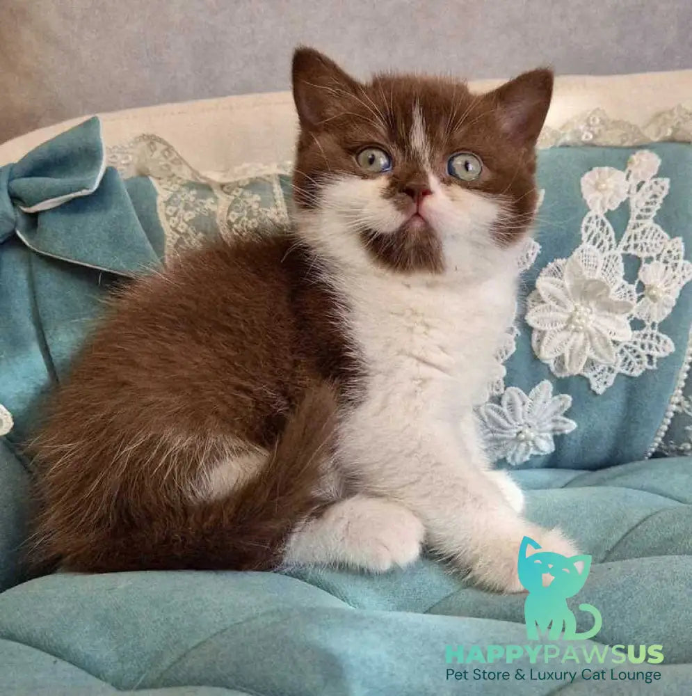 Nika British Shorthair female chocolate bicolour - live animals