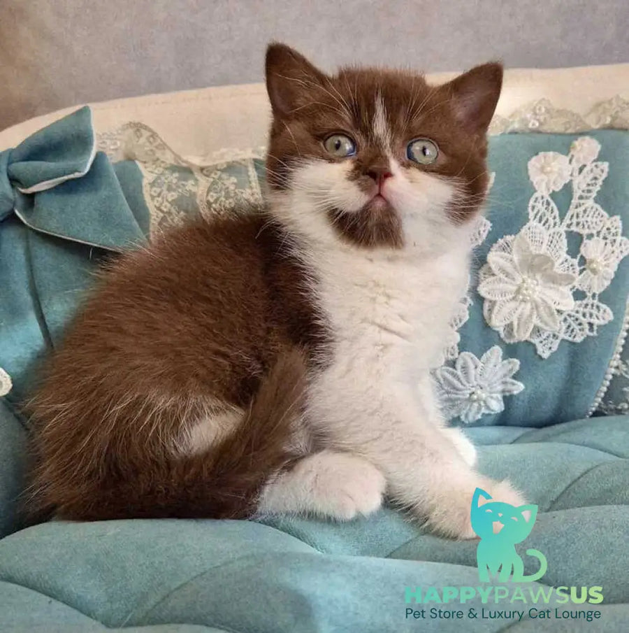 Nika British Shorthair female chocolate bicolour - live animals
