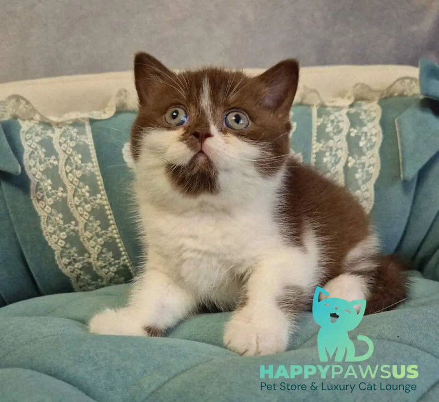 Nika British Shorthair female chocolate bicolour - live animals