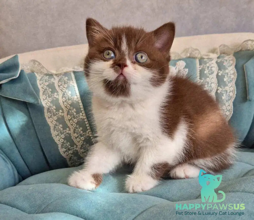Nika British Shorthair female chocolate bicolour - live animals