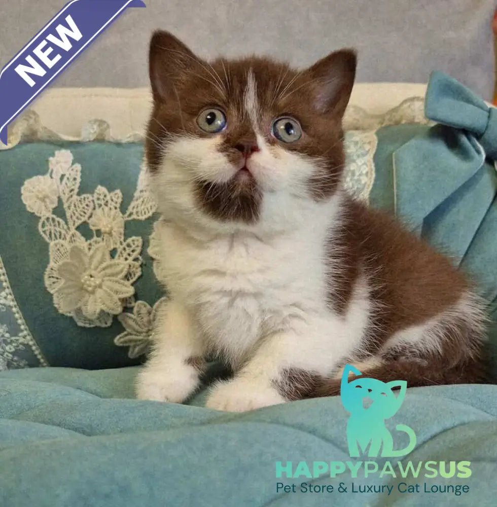 Nika British Shorthair female chocolate bicolour - live animals