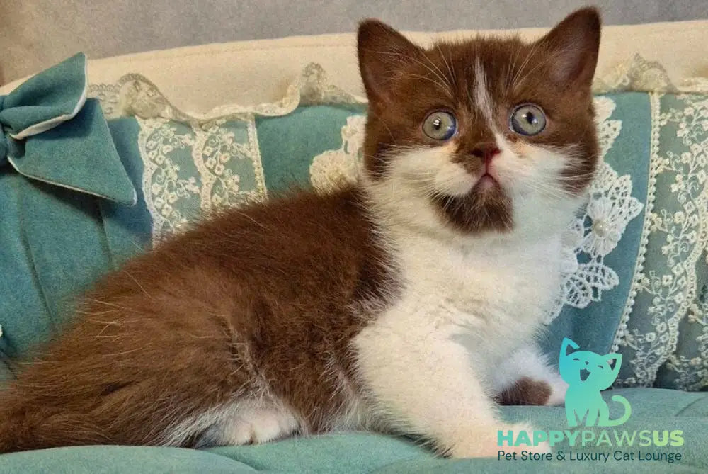 Nika British Shorthair female chocolate bicolour - live animals