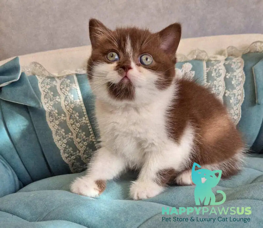 Nika British Shorthair female chocolate bicolour - live animals