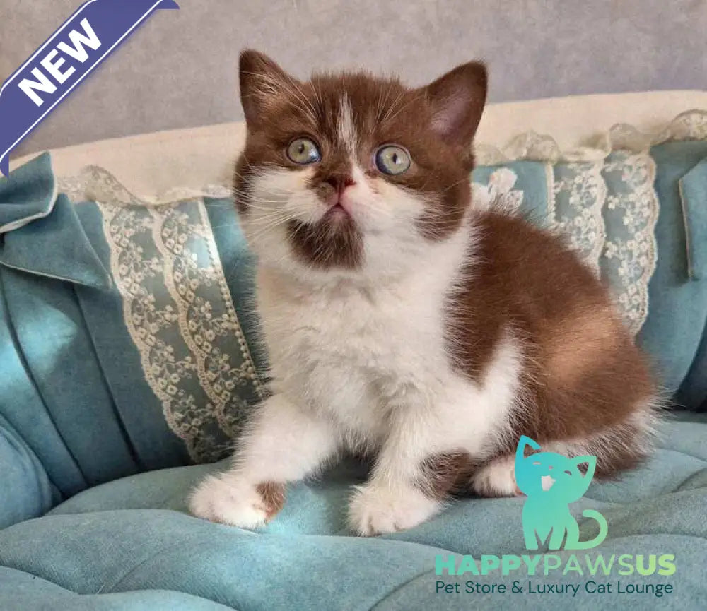 Nika British Shorthair female chocolate bicolour - live animals