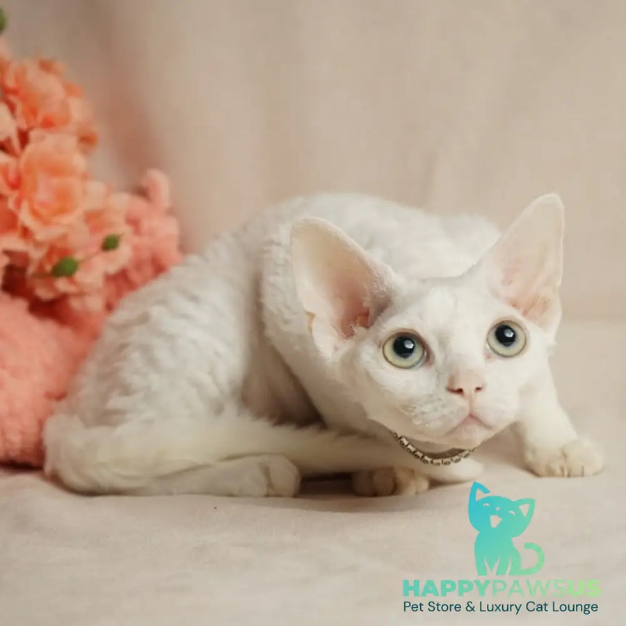 Nika Devon Rex female white - live animals