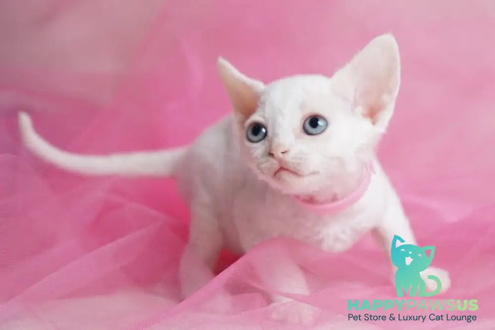 Nika Devon Rex female white - live animals
