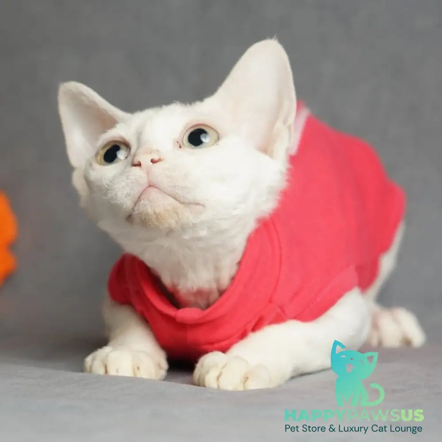 Nika Devon Rex female white - live animals