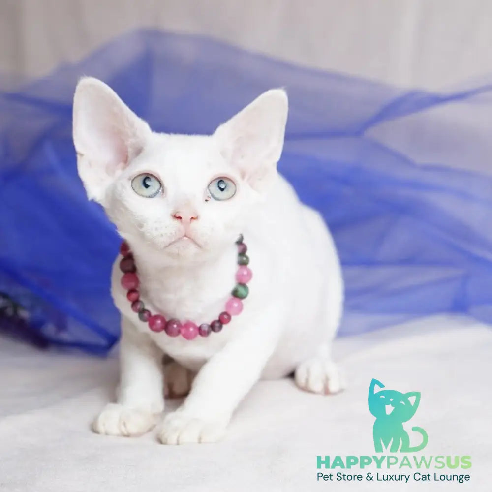 Nika Devon Rex female white - live animals