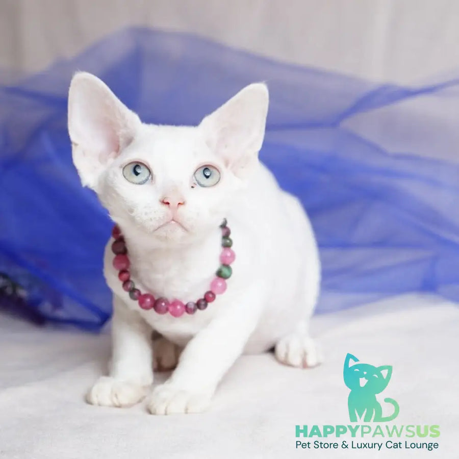 Nika Devon Rex female white - live animals