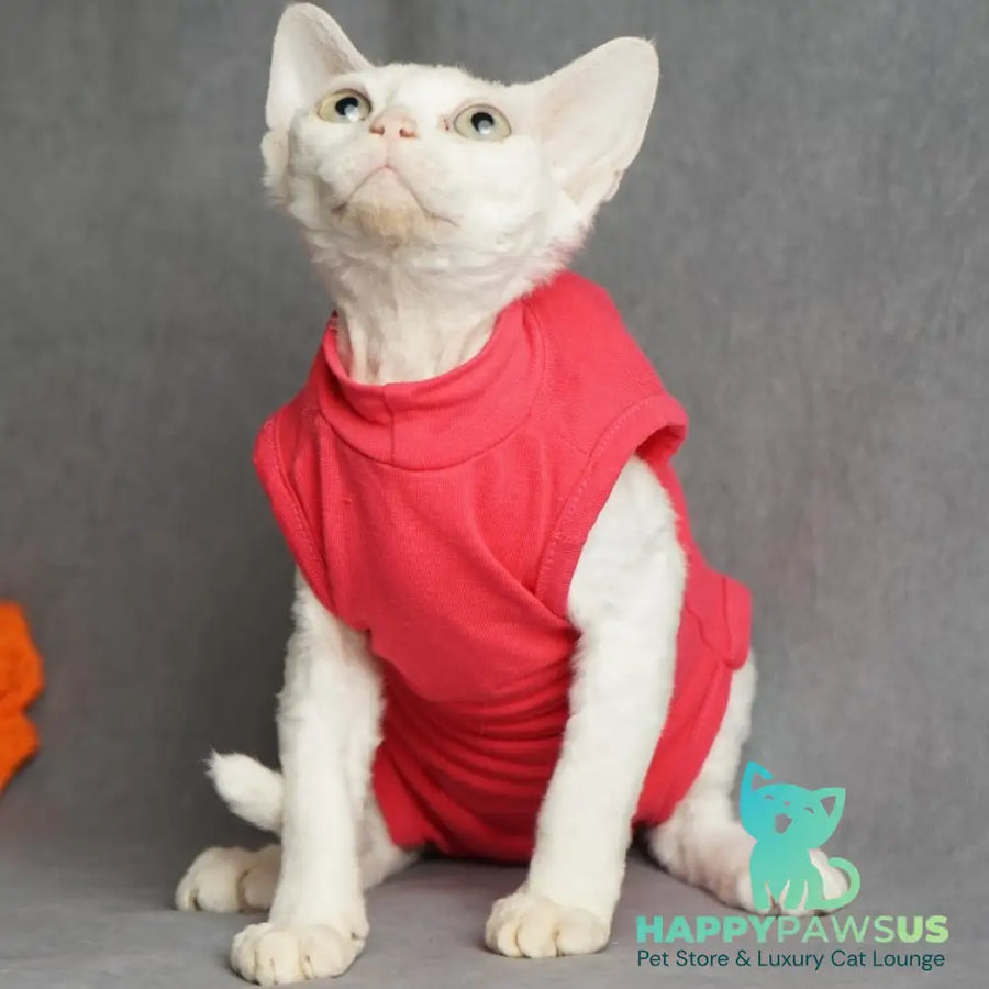 Nika Devon Rex female white - live animals