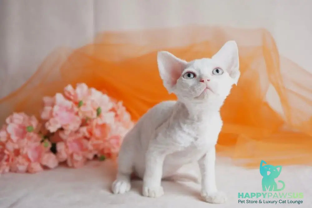 Nika Devon Rex female white - live animals