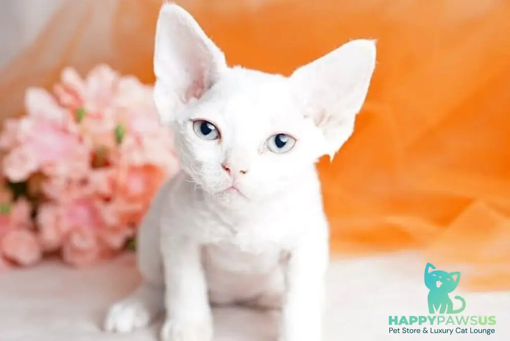 Nika Devon Rex female white - live animals