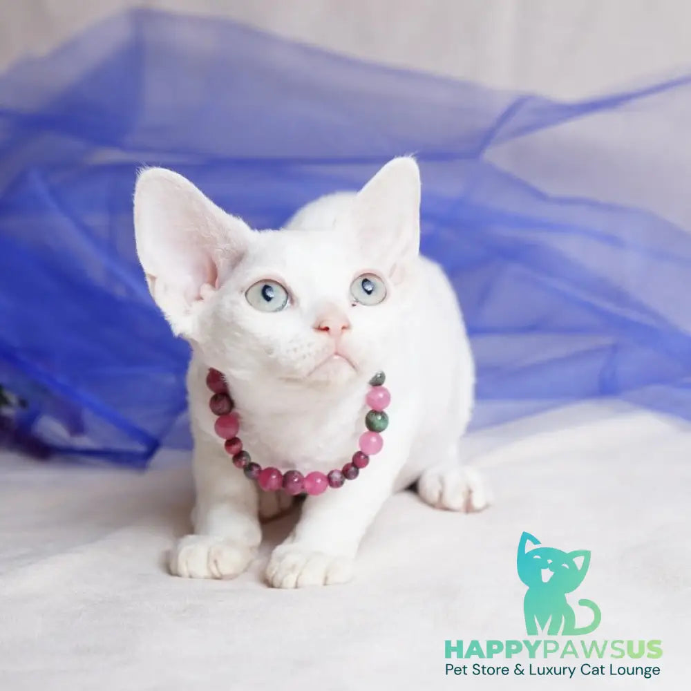 Nika Devon Rex female white - live animals