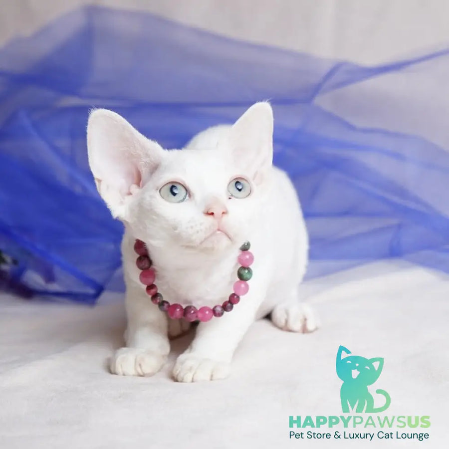 Nika Devon Rex female white - live animals