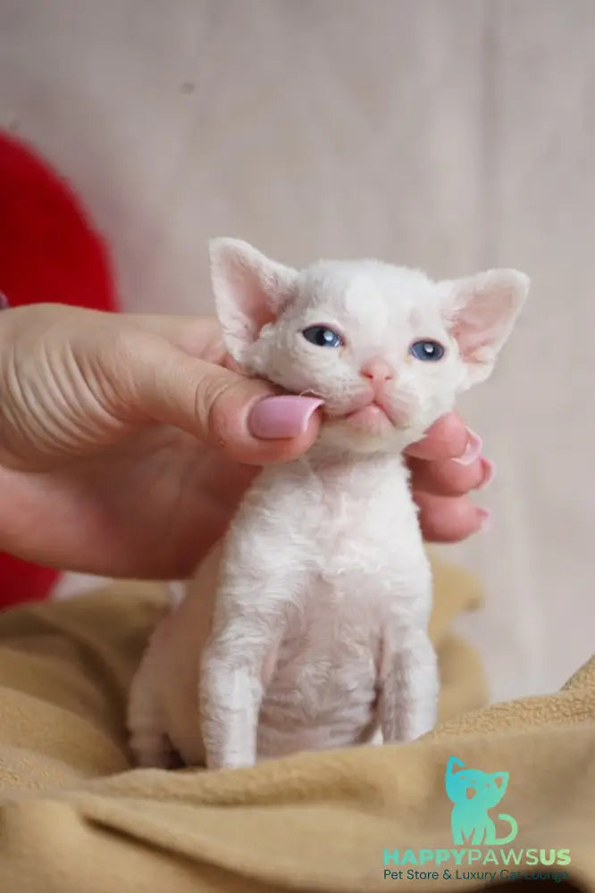 Nika Devon Rex female white - live animals