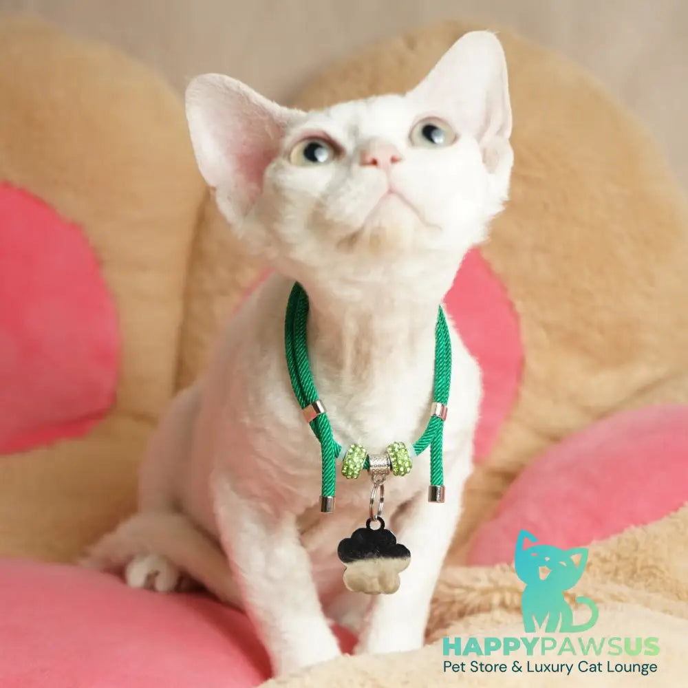 Nika Devon Rex female white - live animals