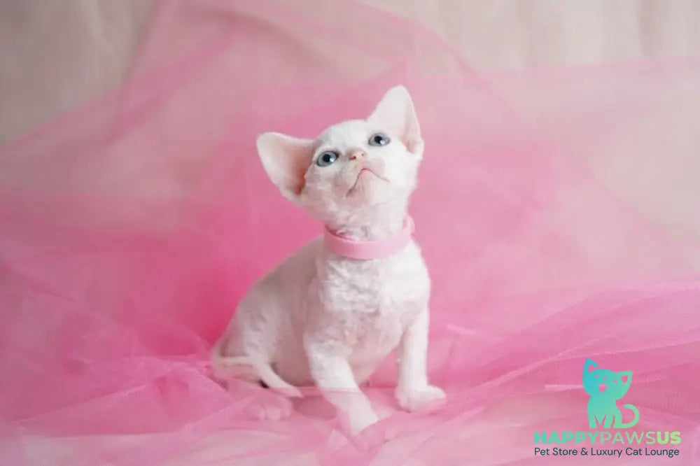 Nika Devon Rex female white - live animals