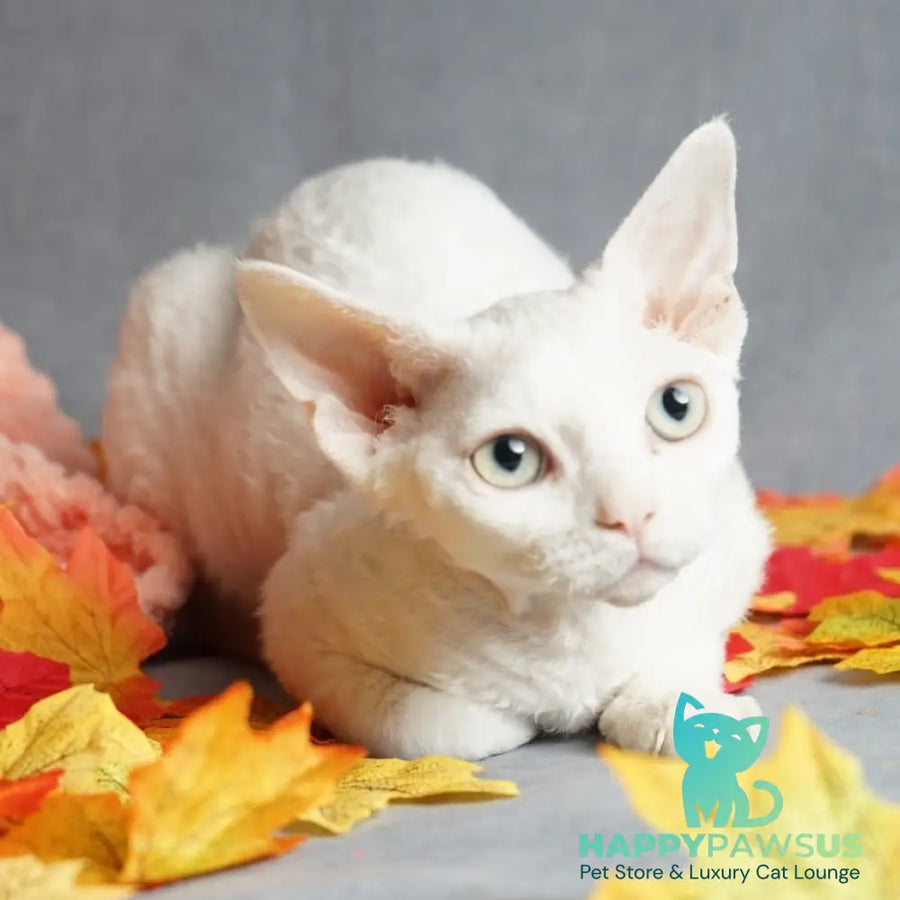 Nika Devon Rex female white - live animals