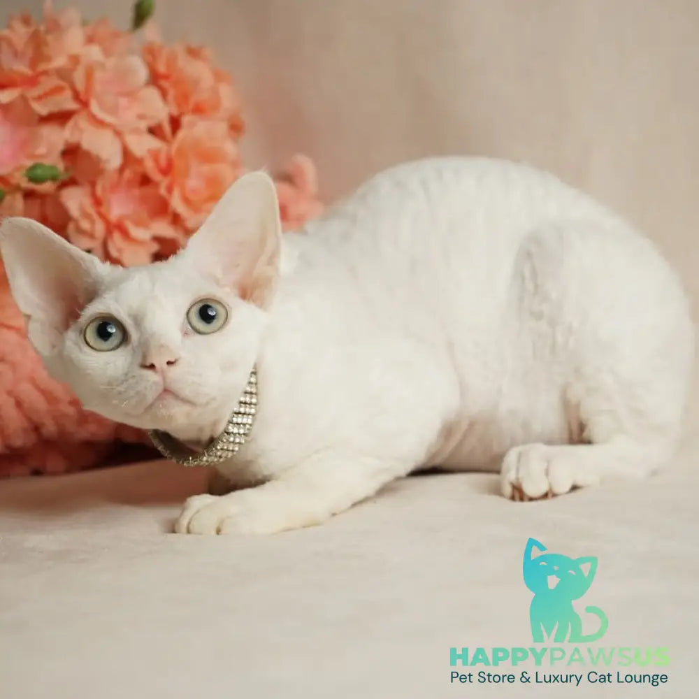 Nika Devon Rex female white - live animals