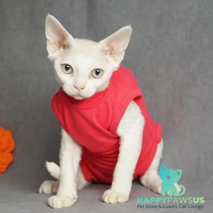 Nika Devon Rex female white - live animals
