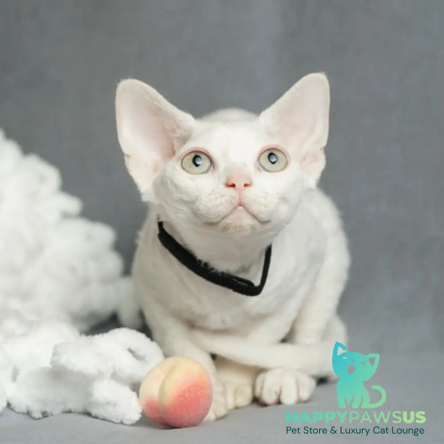 Nika Devon Rex female white - live animals