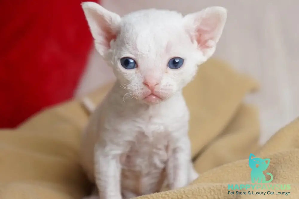 Nika Devon Rex female white - live animals